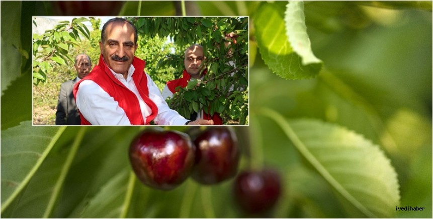 Kirazda rekor yılı: 205 milyon dolara ulaştı