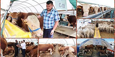 Sultangazi Kurban Satış Alanı’nda Bayram Yoğunluğu